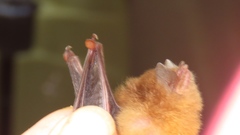 Thyroptera discifera