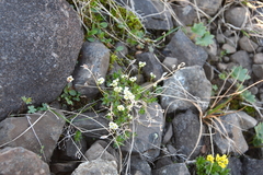 Draba fladnizensis