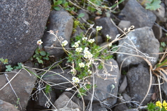 Draba fladnizensis