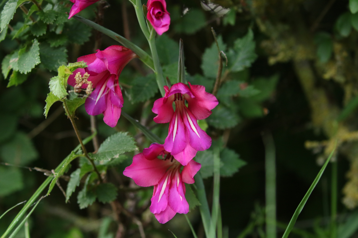 Eastern Gladiolus (Gladiolus communis)