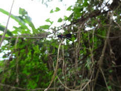 Heliocypha fenestrata cornelli