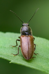 Hemicrepidius decoloratus