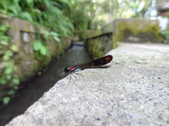 Heliocypha fenestrata cornelli