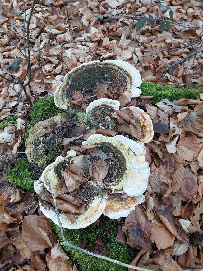 Trametes gibbosa · December 2025 · photo: © guillaume_petit (iNaturalist, cc-by)
