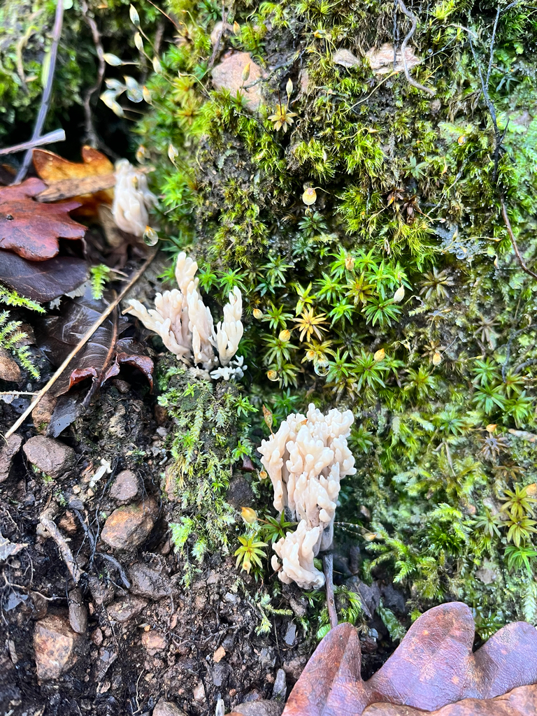 Clavulina rugosa · December 2025 · photo: © daniel_castanhal (iNaturalist, cc-by)