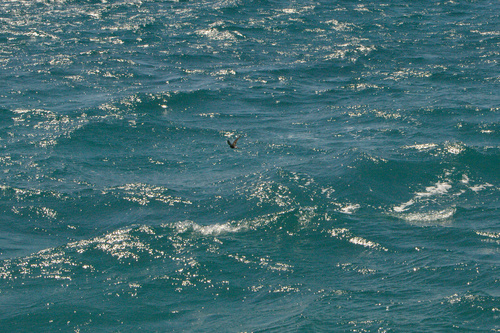 Oceanites gracilis