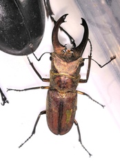 Cyclommatus zuberi