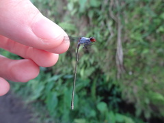 Pseudagrion pruinosum