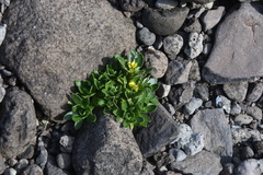 Draba glacialis