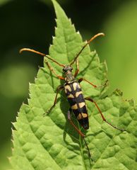 Leptura annularis