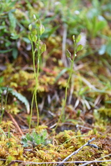 Draba oblongata