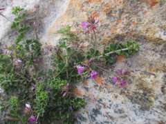 Indigofera mauritanica