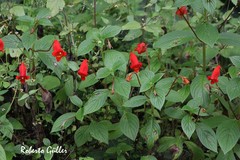 Seemannia nematanthodes