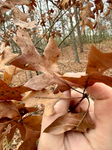 Georgia Oak (Quercus georgiana)