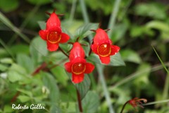 Seemannia nematanthodes