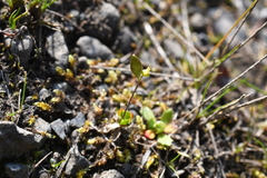 Draba oblongata