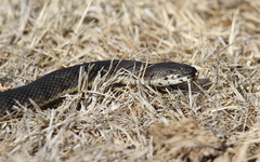 Cerberus schneiderii