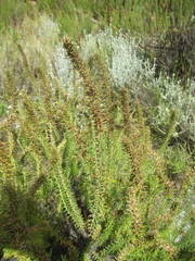 Myrovernix longifolius