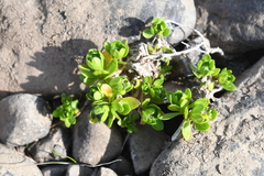 Draba oblongata