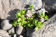 Draba oblongata