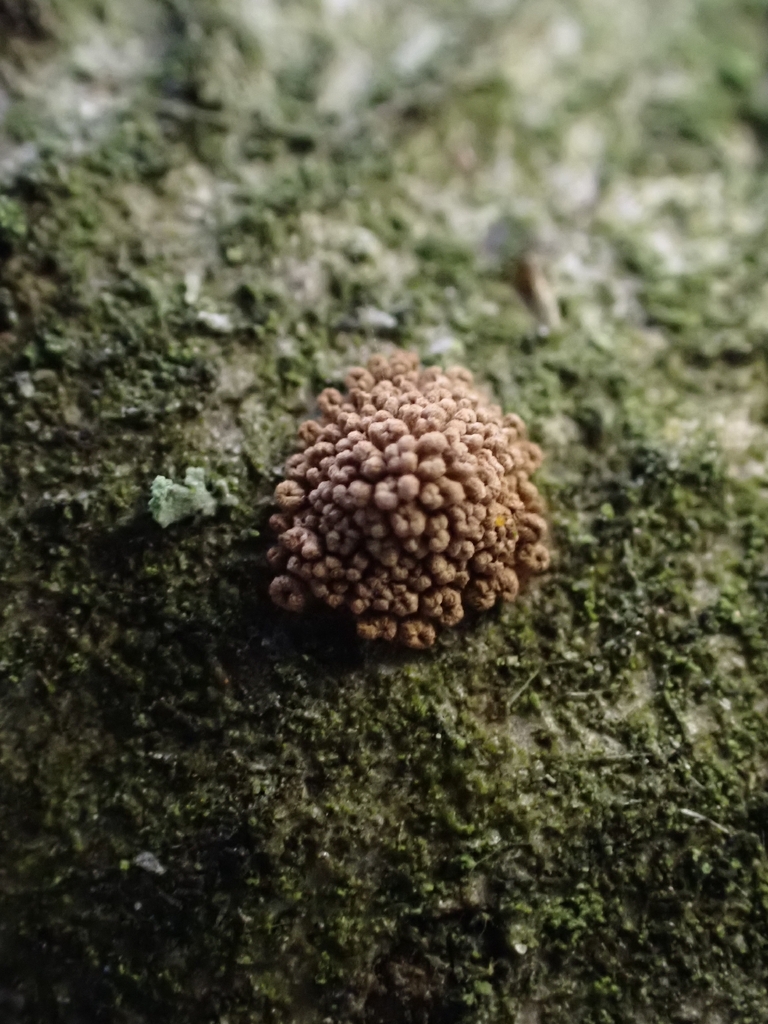Merismodes fasciculata · December 2025 · photo: © fungiary (iNaturalist, cc0)