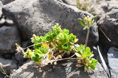Draba oblongata