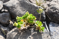 Draba oblongata