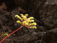 Aeonium spathulatum image