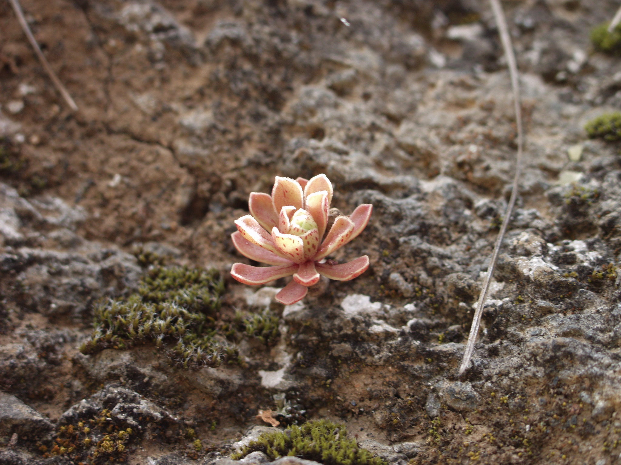 Sempervivum bentejui Christ 2