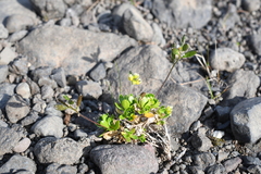 Draba oblongata