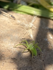 Micrommata