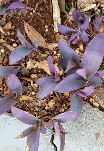 Purple Heart