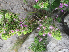Indigofera candolleana