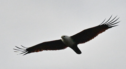 Brahminy Kite