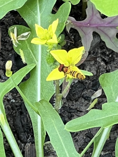 Unknown species found near Lester St, Houston, TX, US