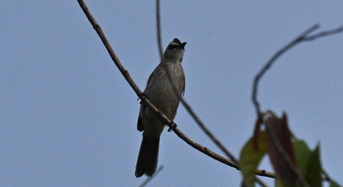 Yellow-vented Bulbul