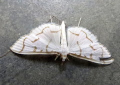 Lamprophaia