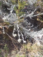 Senecio filaginoides