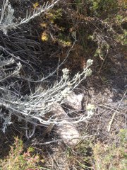 Senecio filaginoides