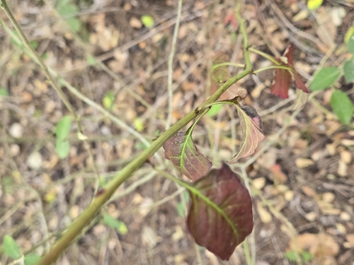 Celosia nitida, photograph 4