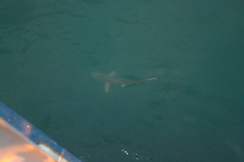 Carcharhinus limbatus