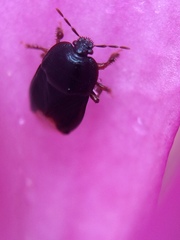 Microporus