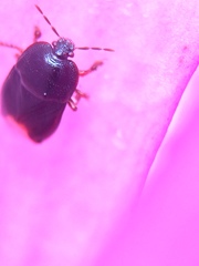 Microporus