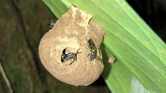 Polybia occidentalis