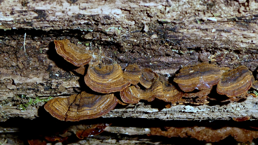 Hymenochaete rubiginosa · December 2025 · photo: © patricklm35 (iNaturalist, cc0)