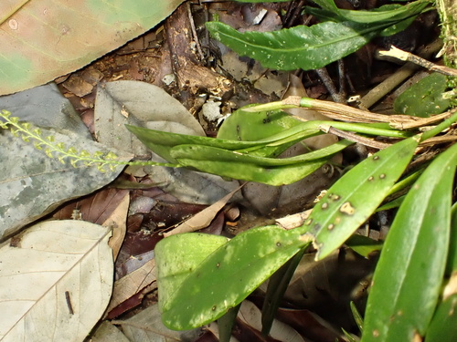 Stelis papaquerensis, photograph 2