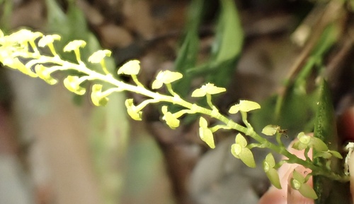 Stelis papaquerensis, photograph 1