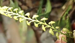 author not stated, no rights reserved Stelis papaquerensis, photograph author not stated, no rights reserved