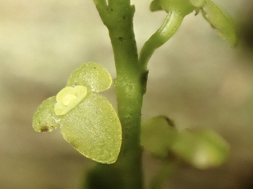 Stelis papaquerensis