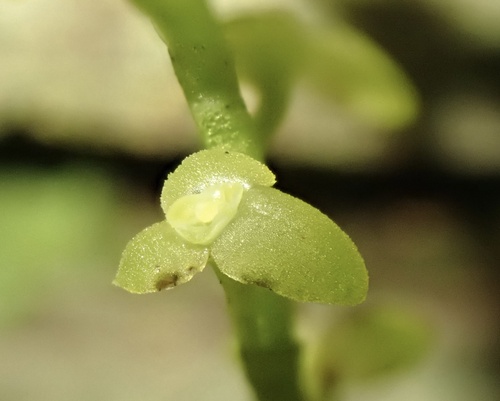 Stelis papaquerensis, photograph 3